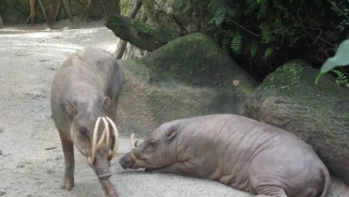 Mengenal Keunikan Babirusa, Babi Pemalu Bertaring Panjang