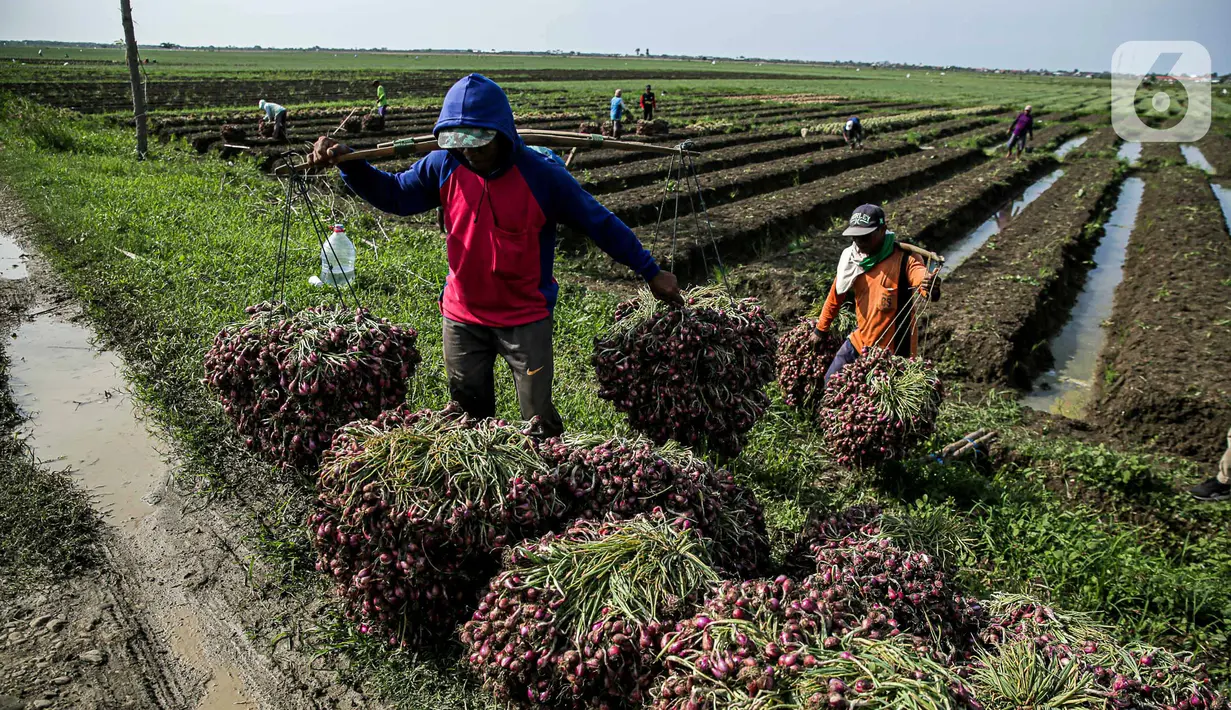 Tanaman bawang ini tidak tidak cukup mendapatkan air sehingga tidak bisa tumbuh subur karena hujan jarang terjadi. Sebagian tanaman bawang itu bahkan mati atau gagal panen. (Liputan6.com/Faizal Fanani)