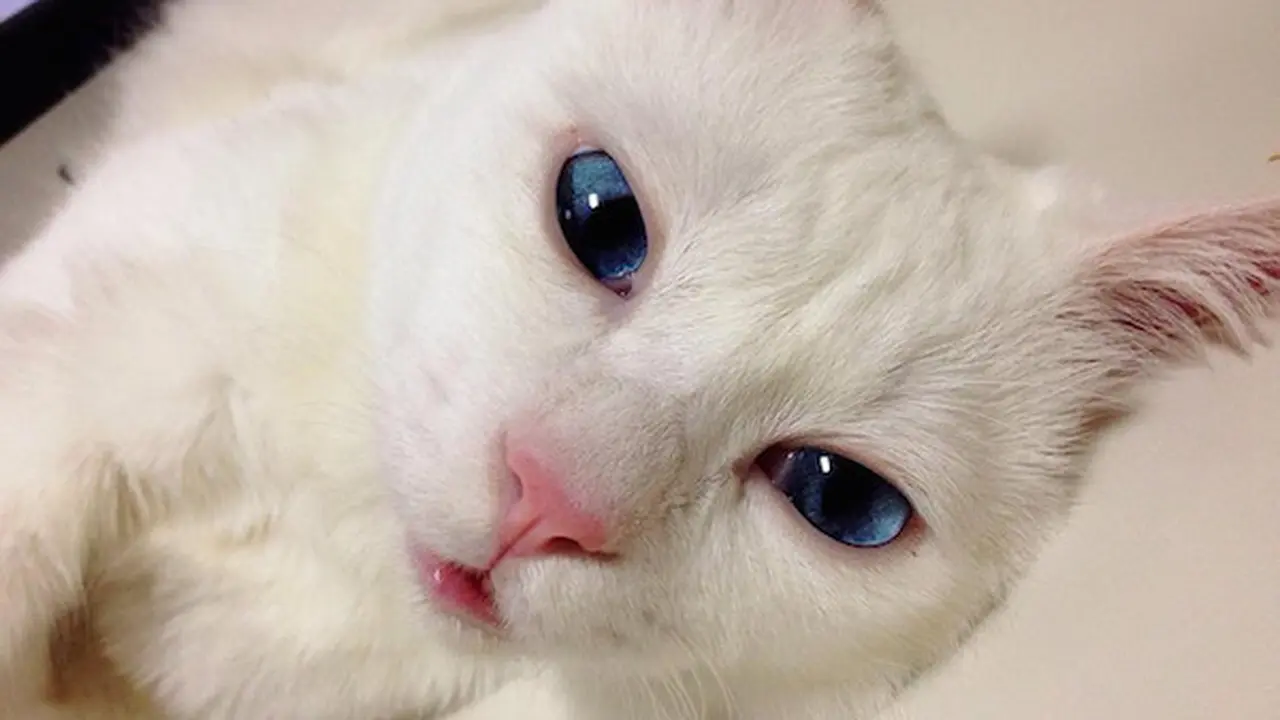 Kucing Ini Populer Berkat Wajah Lucunya Saat Tidur