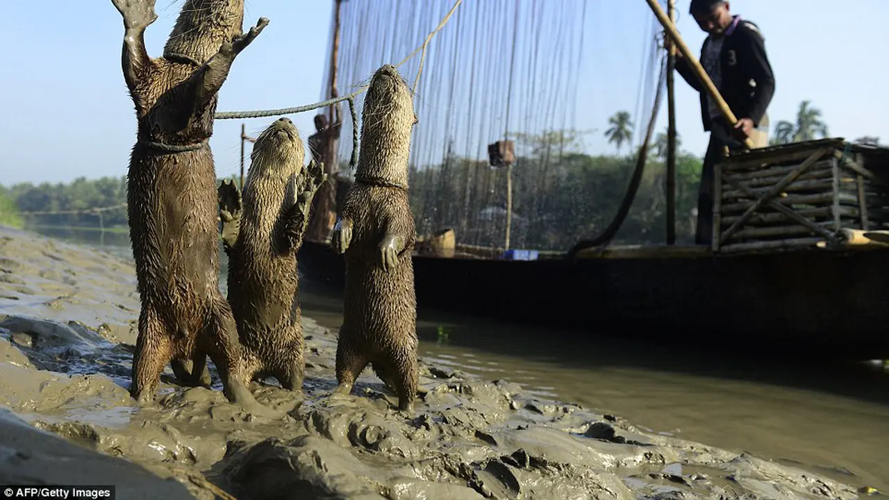 Uniknya Berang-Berang Bantu Nelayan Bangladesh Memancing