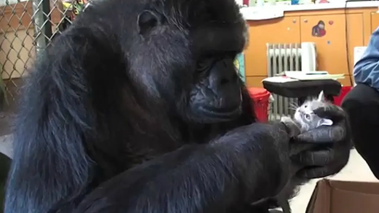 Uniknya Gorilla Pencinta Anak Kucing