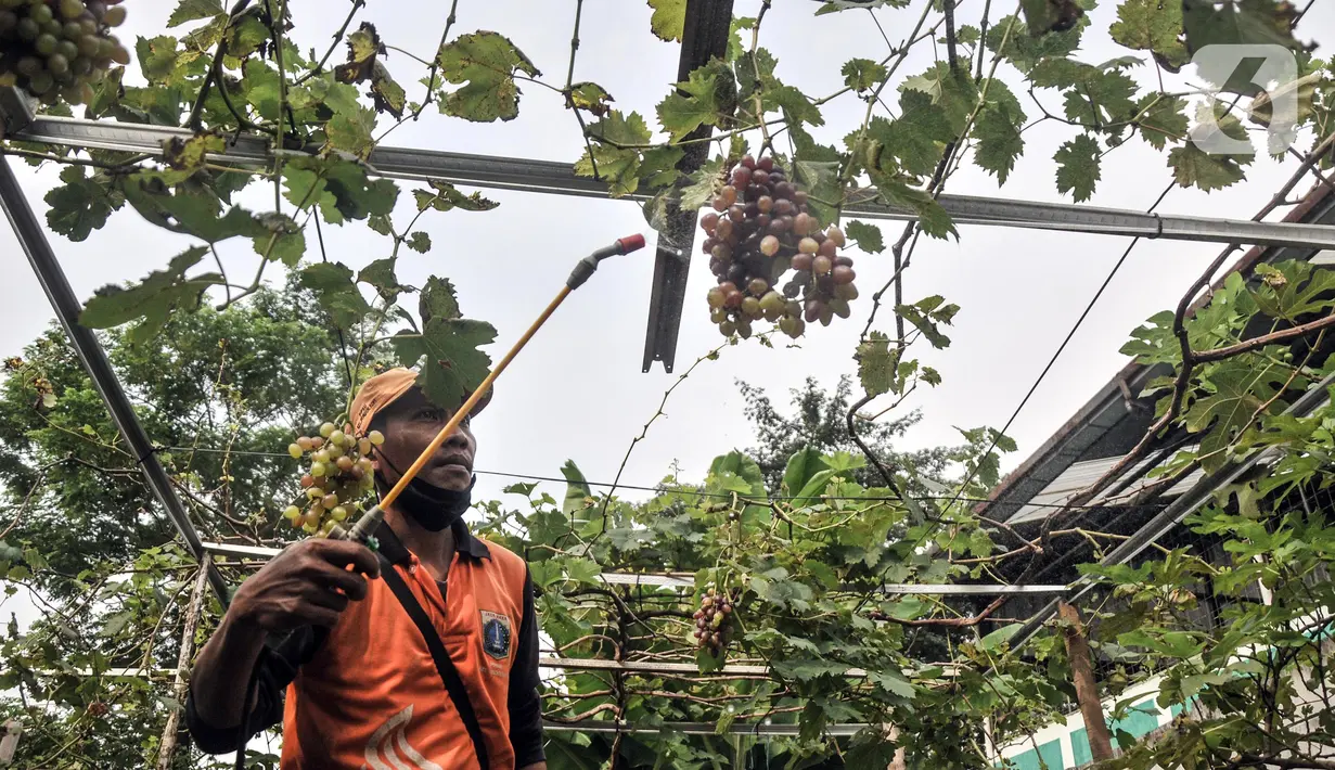 Wagiman (40), petugas Penanganan Prasarana dan Sarana Umum (PPSU) Kelurahan Pondok Kopi melakukan penyemprotan kebun anggur di kawasan Rawa Jaya, Kecamatan Duren Sawit, Jakarta Timur, Senin (6/6/2022). Wagiman bersama rekan PPSU Kelurahan Pondok Kopi menyulap lahan seluas 300 meter persegi yang sebelumnya tempat pembuangan sampah liar menjadi kebun anggur. (merdeka.com/Iqbal S. Nugroho)