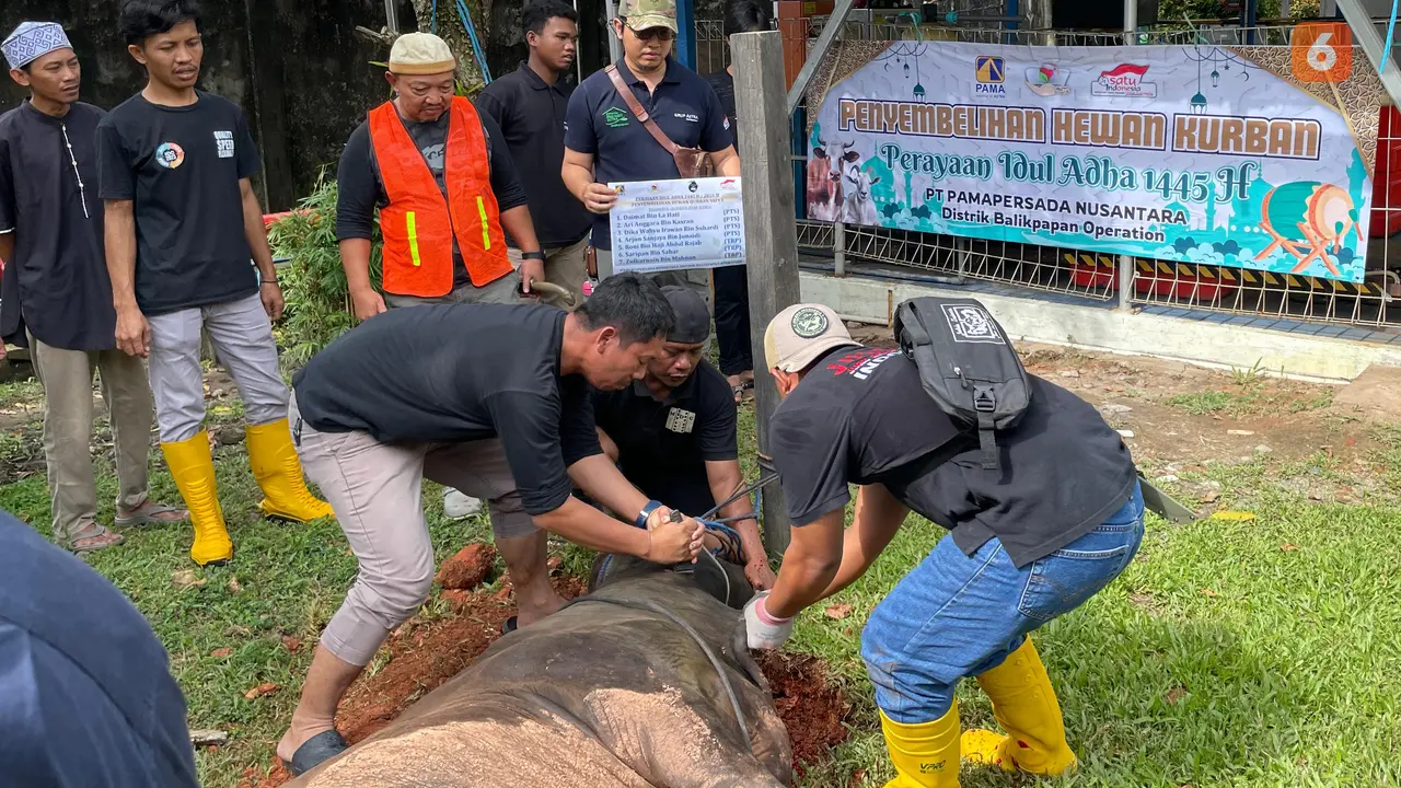 Penyembelihan Hewan Kurban