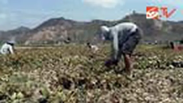 Krisis Air, Petani Kacang Hijau Panen Dini