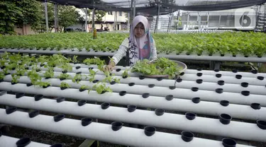 Warga menanam bayam hijau dalam pipa PVC atau sistem hidroponik di Kompleks Gudang PT NBA, Serua, Bojongsari, Depok, Jawa Barat, Jumat (10/7/2020). Pandemi COVID-19 membuat bercocok tanam dengan sistem hidroponik semakin populer di kalangan masyarakat perkotaan. (merdeka.com/Dwi Narwoko)