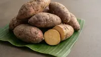 Cara Menanam Ubi Cilembu agar Umbinya Besar, Manis, dan Panen Melimpah