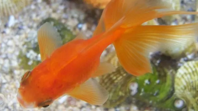 Courtesy Flickr.com/mario182