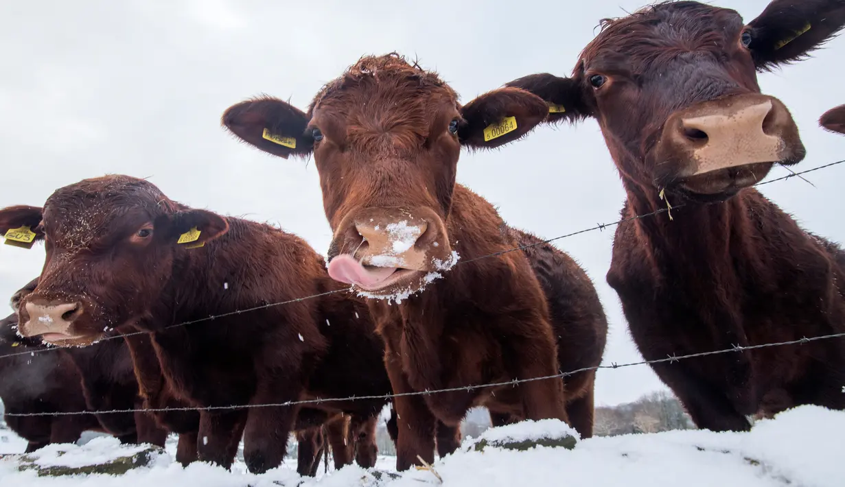 Beberapa ekor sapi menjilati es saat salju tebal turun di Denby Dale, Inggris, Selasa (27/2). (Anthony Devlin/AFP)