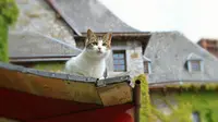 7 Tanaman yang Ditakuti Kucing, Ampuh Usir dari Halaman dan Rumah