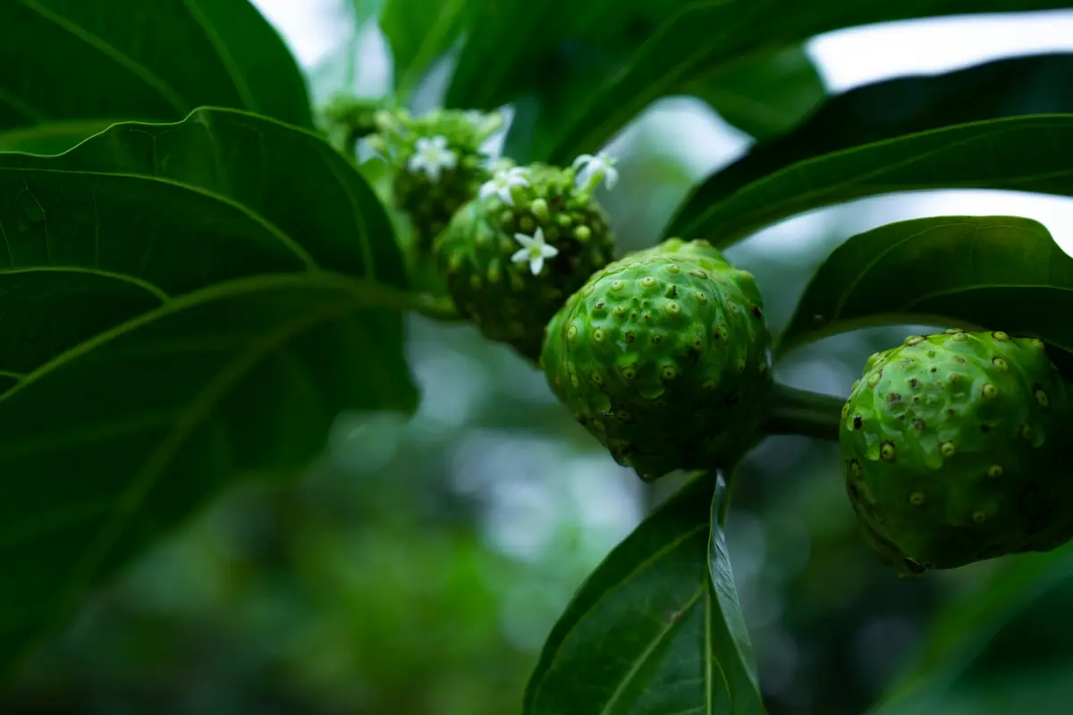 Mengenal Manfaat Buah Mengkudu untuk Menurunkan Kolesterol dan Meningkatkan Kekebalan Tubuh