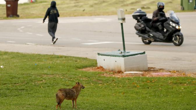 Serigala mengawasi orang-orang berjalan di Yarkon Park di kota pesisir Israel, Tel Aviv, 13 April 2020. Lusinan serigala mengambil alih taman yang sepi karena penerapan lockdown akibat virus Corona untuk mencari makanan di tempat yang biasanya digunakan olahraga, piknik dan berjemur. (JACK GUEZ/AFP)