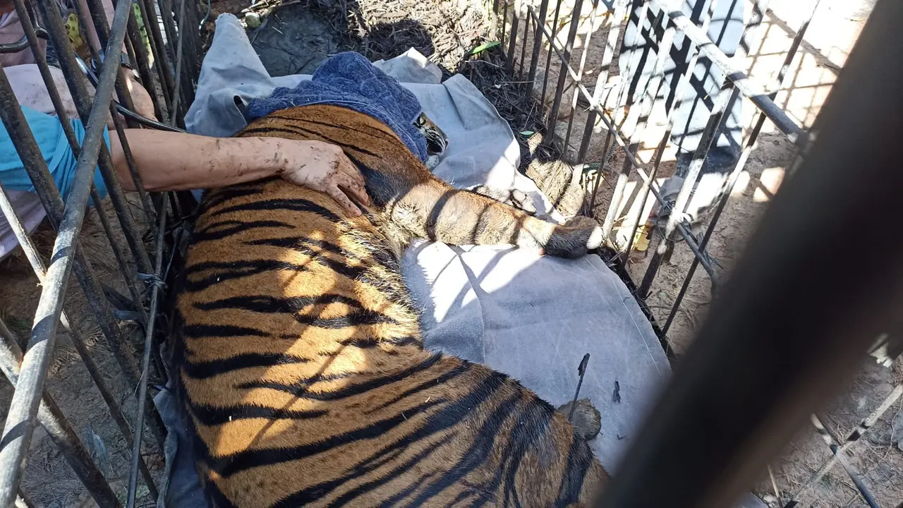 Seekora harimau yang masuk ke kandang jebak di Palembayan Agam, Senin (10/1/2022) sedang dievakuasi oleh petugas. (Liputan6.com/ Novia Harlina)