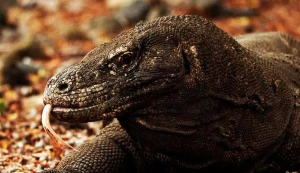  Kepala Bagian Tata Usaha Balai TNK Heru Rudiharto pada 15 Oktober 2012 menyebut, dari 24 orang yang diserang Komodo tersebut ada lima orang di antaranya yang tewas (Istimewa)