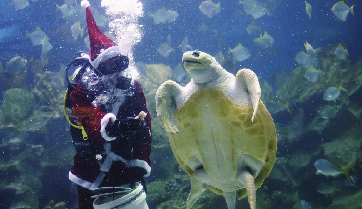 Penyelam berpakaian Santa Claus memberi makan penyu  didalam akuarium. Kuala Lumpur, Malaysia, Senin (7/12). Kegiatan ini sebagai salah satu kegiatan untuk menjelang hari Natal. (REUTERS/Olivia Harris)