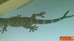 Citizen6, Selong: Berebeda dengan tokek lainnya. Tokek ini memiliki keunikan, tokek dengan panjang 30 centimeter ini memiliki ekor bercabang. Tepatnya di Selong, Lombok Timur, Nusa Tenggara Barat. (Pengirim: Randy)