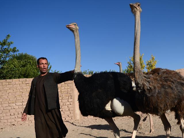 Hewan Eksotis Burung Unta Jadi Menu Sahur Ramadan Kaum Duafa Di Pakistan Global Liputan6 Com
