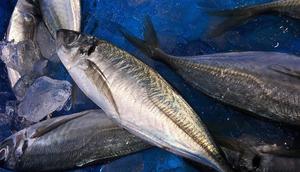 Ilustrasi Ikan Tongkol  (Photo byauntmasako on Pixabay)