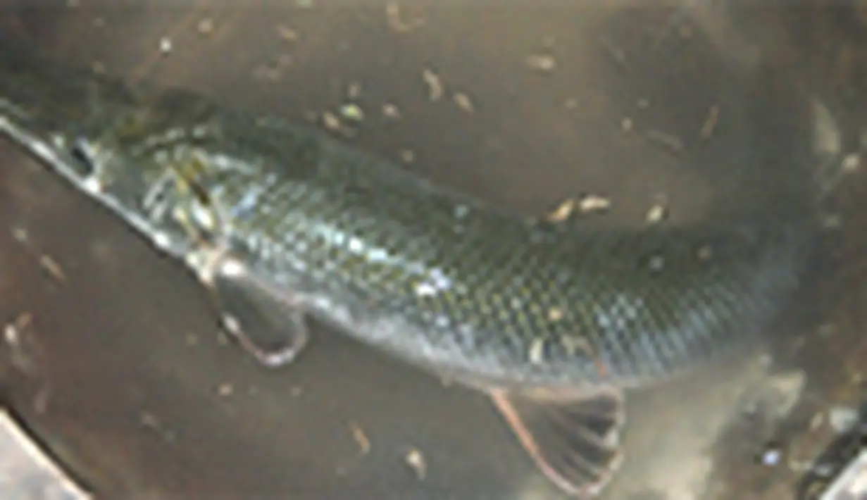 liputan6