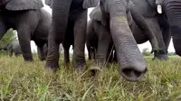 Suatu kerumunan gajah terheran-heran dengan keberadaan kamera di tengah mereka.