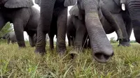 Kerumunan Gajah yang Penasaran Dengan Kamera