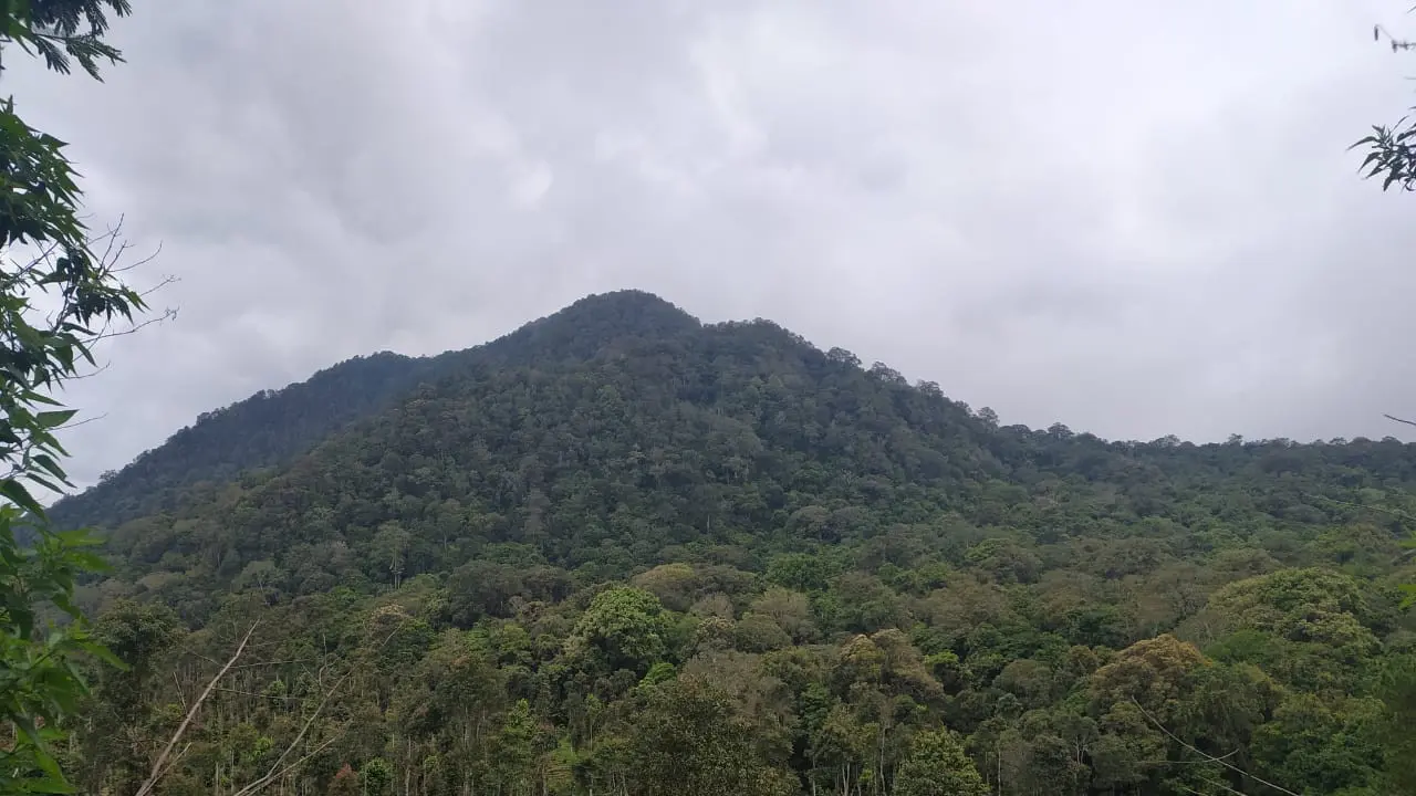 Hutan lebat kawasan wisata alam Talaga Bodas, Garut, Jawa Barat, menjadi salah satu potensi migrasi elang di pulau Jawa