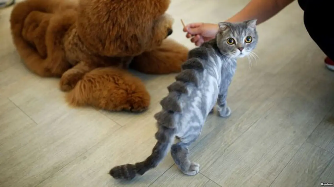 Stegosaurus, Pangkas Bulu Kucing bak Dinosaurus 
