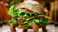 Kura- kura ternyata tidak hanya dianggap hewan tapi juga makanan dan untuk pengobatan lainnya.