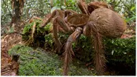 Ilmuwan mengatakan laba-laba itu merupakan jenis terbesar di dunia, dengan rentang kaki hingga 30 cm dan berat lebih dari 170 gram.