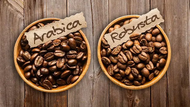 Mana Lebih Aman, Kopi Arabika atau Robusta?