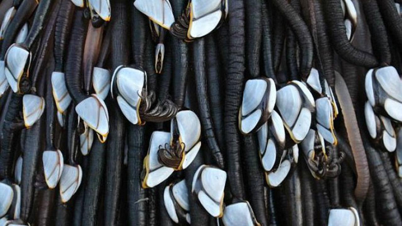 Benda misterius yang terdapat di Pantai Muriwai, Selandia Baru