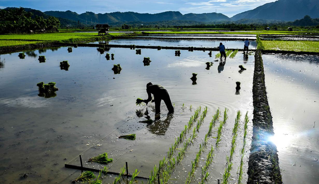 KSA tersebut menunjukkan adanya peningkatan pada luas panen dan produksi padi di Aceh sepanjang tahun 2025. Tampak dalam foto, petani menanam benih padi di sawah di Lhoknga, Provinsi Aceh pada Kamis 20 November 2025. (CHAIDEER MAHYUDDIN/AFP)