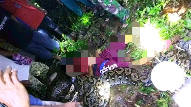 Petani yang ditemukan sedang dililit ular piton sepanjang 7 meter