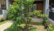 11 Cara Membuat Pohon Sirsak Pendek tapi Cepat Berbuah, Perawatannya Lebih Praktis