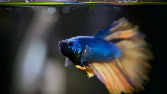 Ilustrasi Ikan/Photo by Bhaumik Shrivastava on Unsplash