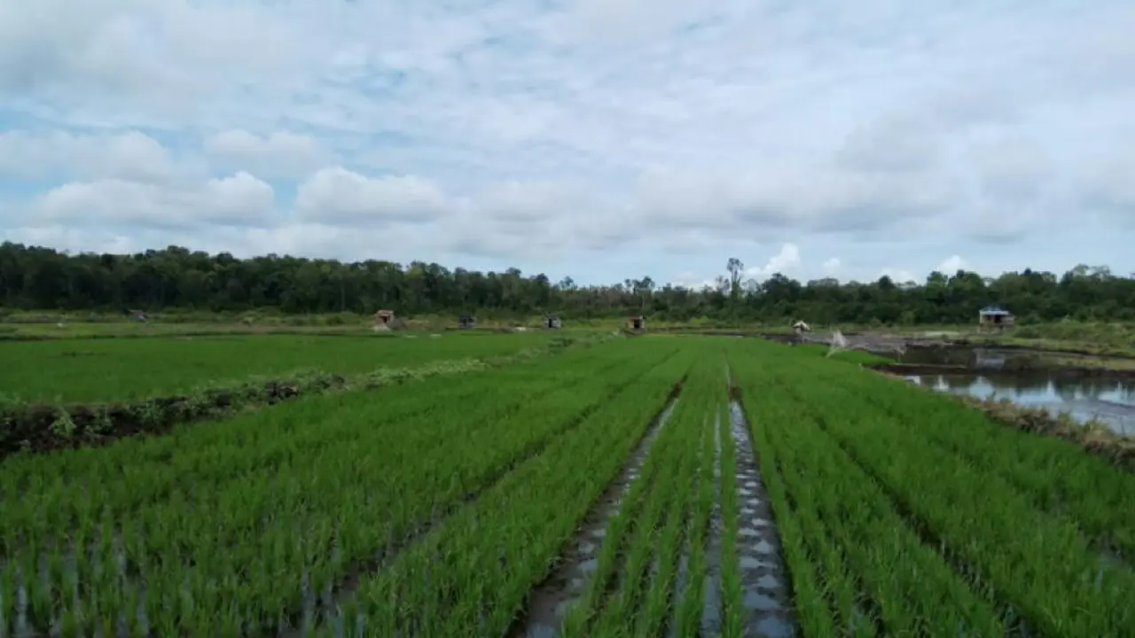 Lahan pertanian