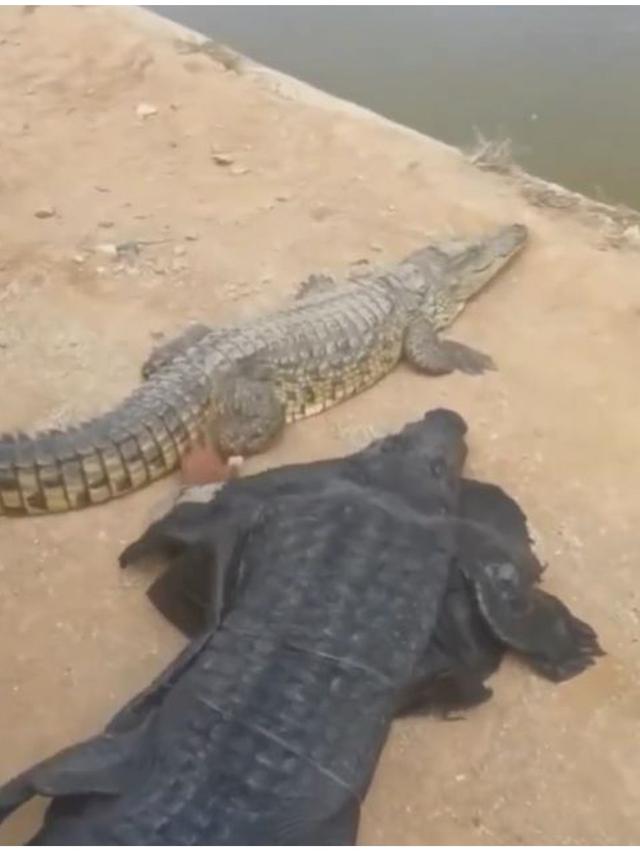 Pria Ini Nekat Pakai Kostum Buaya untuk Main Bareng Hewan Aslinya, Bikin Was-Was