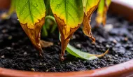 8 Cara Mengatasi Tanaman Layu Setelah Dipindahkan ke Pot Baru, Anti Gagal dan Tak Bikin Mati