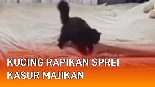 VIDEO: Tingkah Gemas Induk Kucing Rapikan Sprei Kasur Majikan