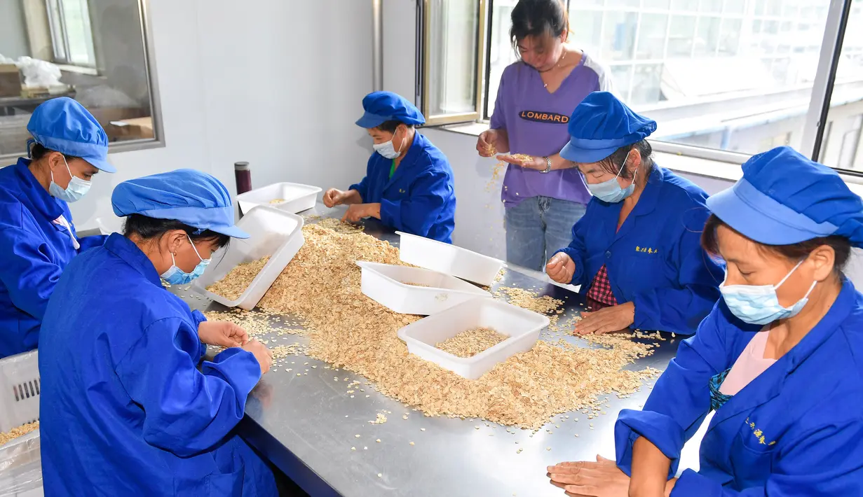 Para staf memilah irisan-irisan ginseng di sebuah ruang produksi di Wanliang, Wilayah Fusong, Provinsi Jilin, China timur laut, pada 28 Agustus 2020. Wanliang terkenal dengan industri ginsengnya. (Xinhua/Xu Chang)