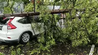Angin Kencang, Kota Bandung Dikepung Pohon Tumbang