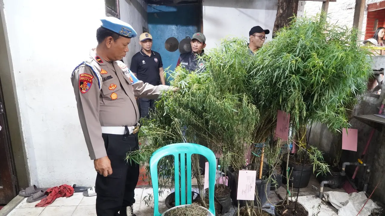 Polisi menggerebek sebuah rumah yang telah disulap menjadi lahan untuk budidaya tanaman ganja.