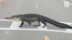 Heboh ada seekor buaya yang menyeberang jalan dan membuat masyarakat takjub.
