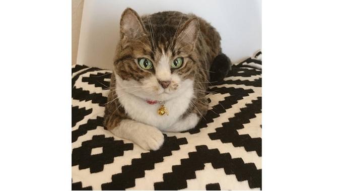 5500 Koleksi Gambar Binatang Seperti Kucing HD