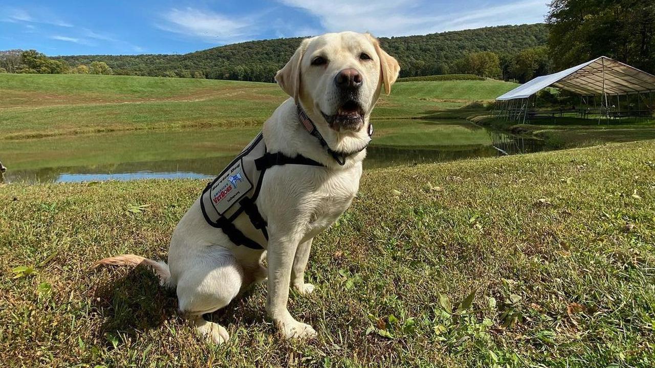 Anjing yang Pernah Bertugas untuk Presiden ke-41 AS Dibuatkan Patung Perunggu