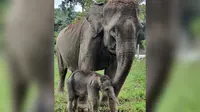 Gajah sumatera (Elephas maximus sumatranus) bernama Sari melahirkan anak kedua yang belum memiliki nama