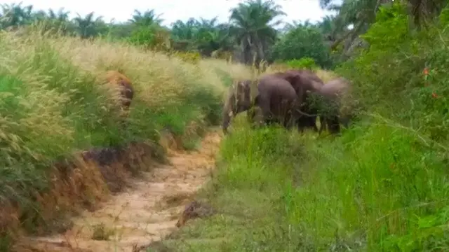 Kawanan gajah sumatra yang dikenal dengan kelompok sebelas masuk ke kebun warga di Kota Pekanbaru.