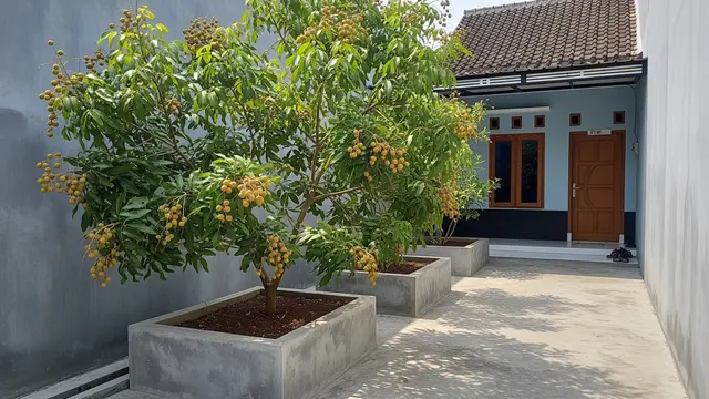 Pohon Buah yang Cocok Ditanam dalam Planter Box Beton Model Pohon Kelengkeng
