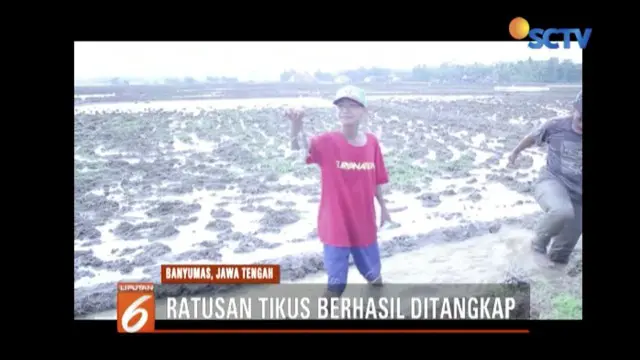 Sawah Diserang Hama, Ramai-Ramai Petani Banyumas Berburu Tikus