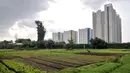 Petani menggarap kebunnya di kawasan Pramuka, Jakarta, Kamis (27/4). Lahan seluas hampir 2 hektar itu dimanfaatkan petani untuk menanam beragam jenis sayur seperti selada, kangkung, kemangi dan bayam. (Liputan6.com/Yoppy Renato)