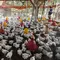 7 Cara Memulai Ternak Ayam Broiler dengan Modal Terbatas, Peluang Untung Besar